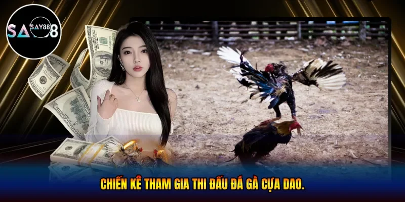 Hình ảnh chiến kê tham gia thi đấu đá gà cựa dao