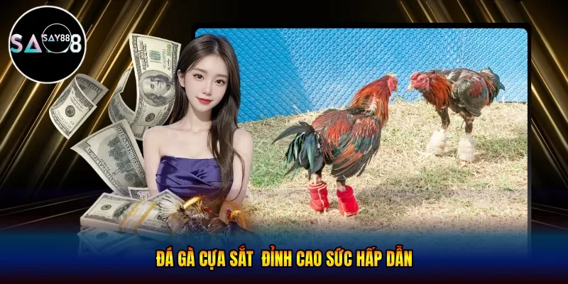 Đá gà cựa sắt