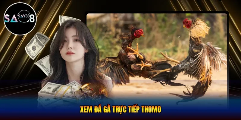 Xem đá gà trực tiếp thomo